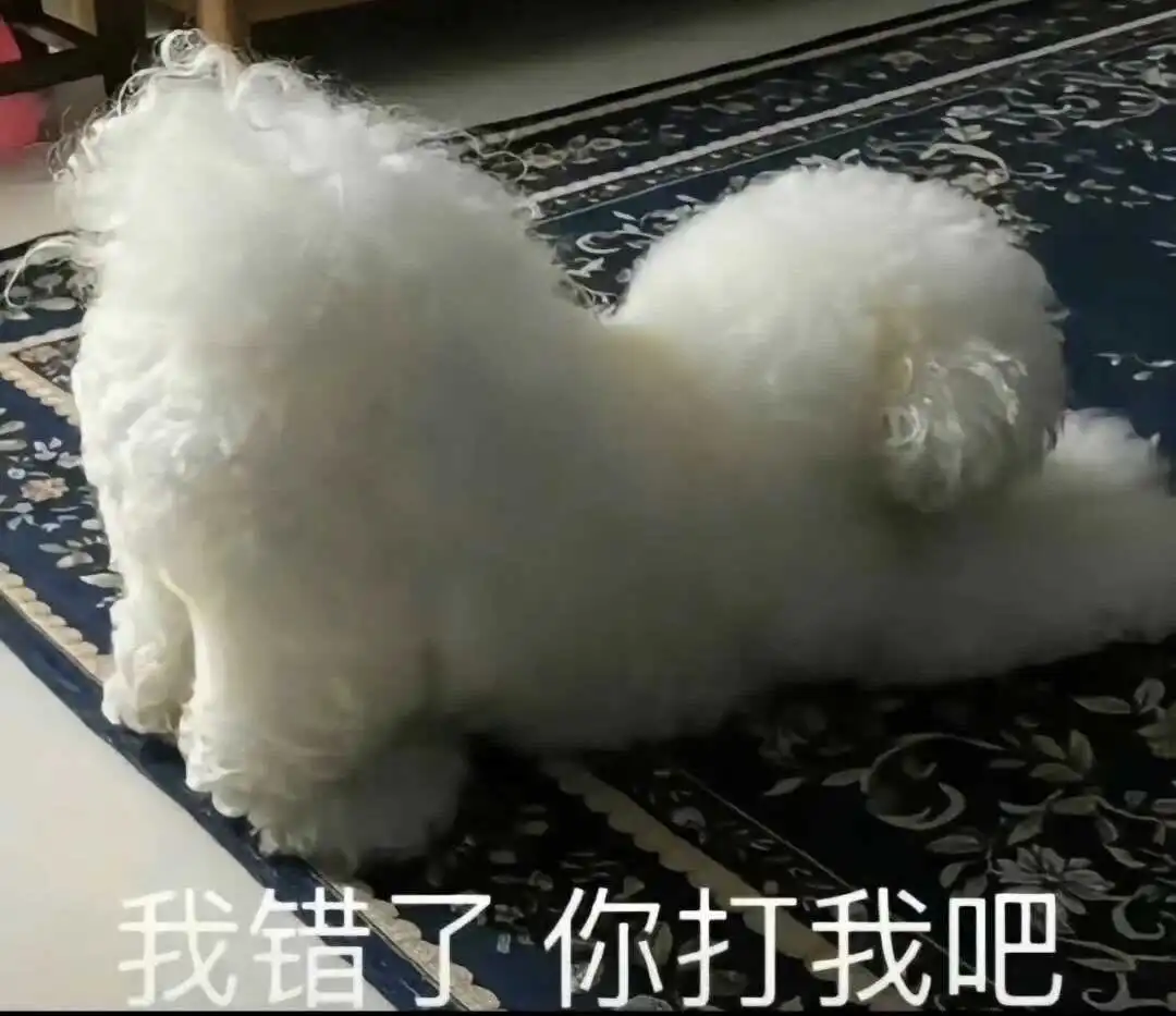 西檬之家K9犬系是什么?你的字母圈属性如何与之相关? 一
